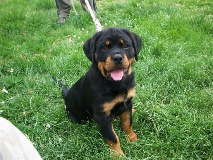 Rottweiler Von hause Nomis Inez - siiit,, bare fordi man har lidt ekstra på sidebenene ka man da godt se smuk ud ;o) billede 11