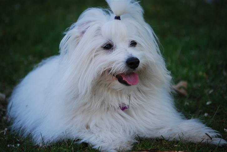 Coton de tulear Jegums Princess Becca - 10 mdr gammel og slapper af i haven ;) billede 18