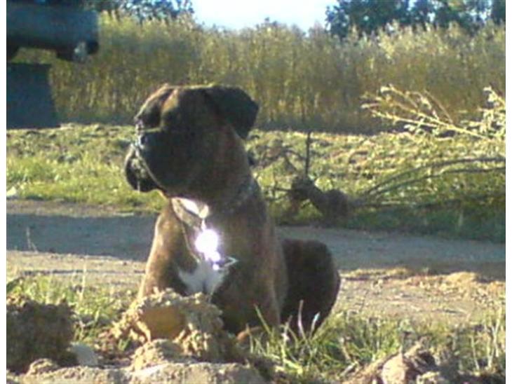 {{currentPhoto.altText}} billede {{currentPhoto.number}}