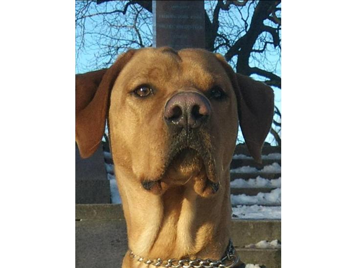 Blanding af racer Rollo Himmelhund billede 1