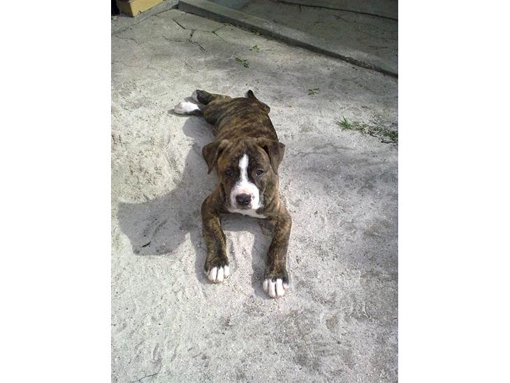 {{currentPhoto.altText}} billede {{currentPhoto.number}}