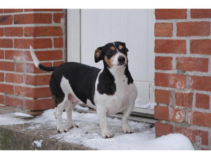 {{currentPhoto.altText}} billede {{currentPhoto.number}}