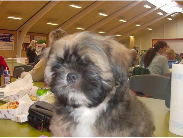 {{currentPhoto.altText}} billede {{currentPhoto.number}}