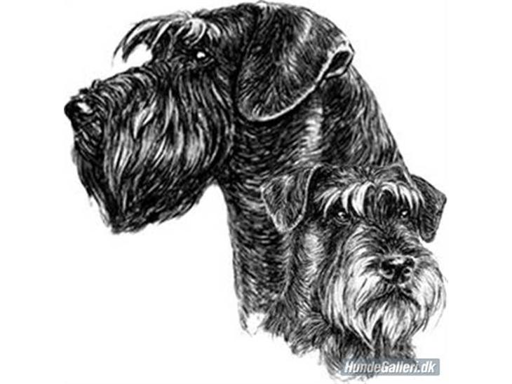 Riesenschnauzer Simbo<33 R.I.P - Welkommen til min profil(: billede 1