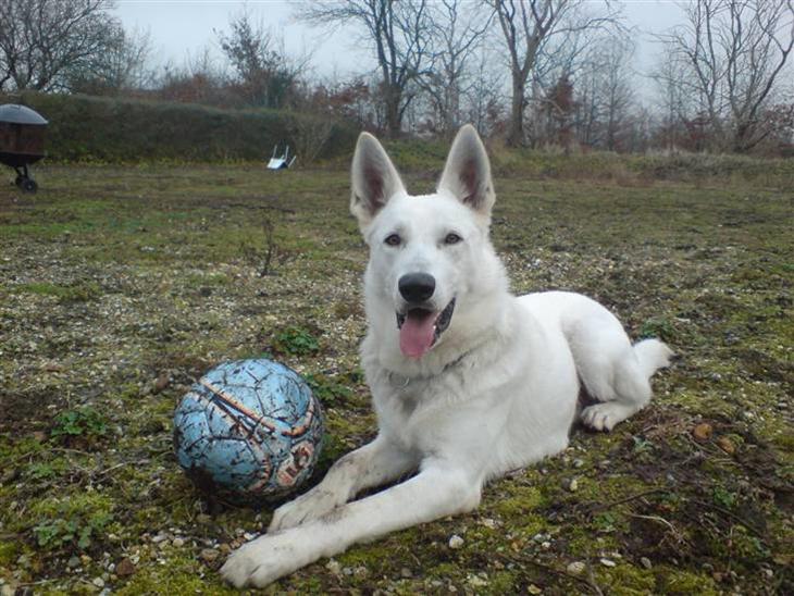 Hvid schæfer Milo - Jeg ELSKER at spille fodbold:)  billede 1