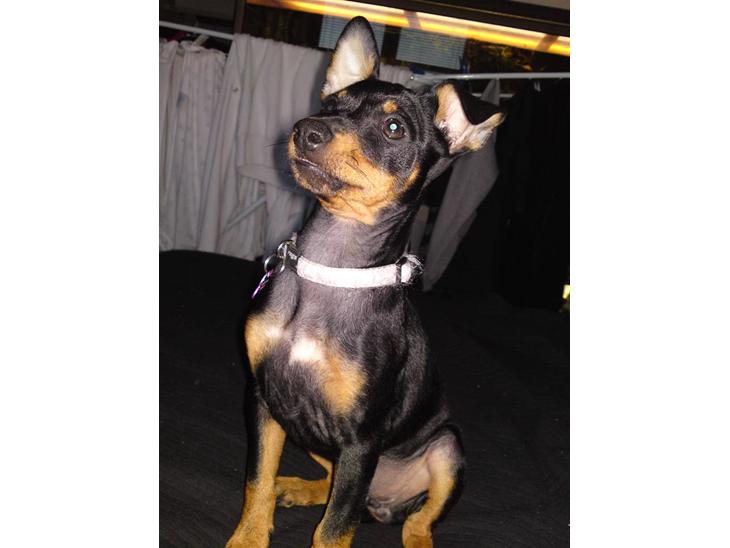 Engelsk toy terrier Tiescha billede 1