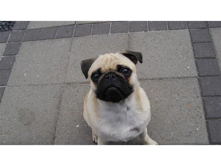 {{currentPhoto.altText}} billede {{currentPhoto.number}}