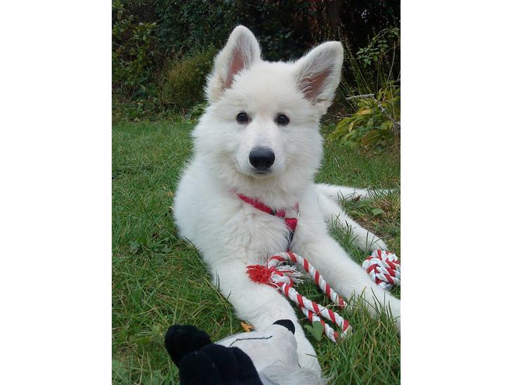 {{currentPhoto.altText}} billede {{currentPhoto.number}}