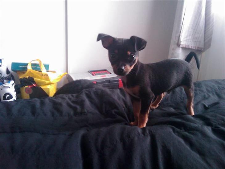 {{currentPhoto.altText}} billede {{currentPhoto.number}}