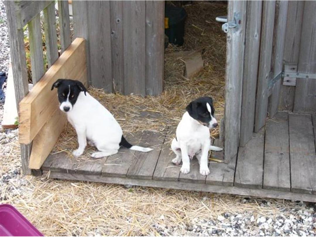 Dansk gaardhund - 2009 - rigtig matador hund med ga...
