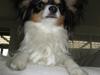 Papillon Spotty