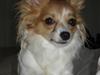 Papillon Cindy