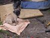 Mops bertha [Tidl. hund]