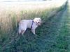 Golden retriever Baliye