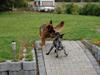 Schæferhund Dauløkkes suchinnie(sus)