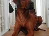 Rhodesian ridgeback Isilwane Inja Bukhali