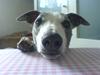 Whippet Newkins Killian "Bobby"