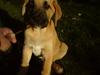 Broholmer Thor
