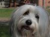 Coton de tulear Kandi - Soul Sister! <3