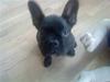 Fransk bulldog Bertram