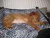 Golden retriever Naja [Tidl. hund]