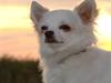 Chihuahua KENZO nu over 1 år 