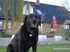 Labrador retriever Barki