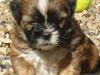 Lhasa apso Ozzy