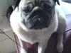 Mops monty