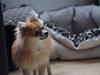 Pomeranian Thais Jillie AB [Tidl. hund]