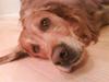 Golden retriever Bimmer