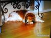 Kooikerhondje Mickey