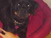 Rottweiler Dafni [ Himmelhund]