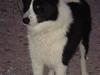 Karelsk bjørnehund Gizmo