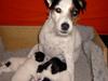 Jack russell terrier Frk. Smut
