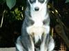 Siberian husky apissorq hansa of edwin