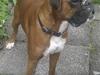 Boxer Kenzo, Keni´s Hummer