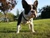Fransk bulldog Diesel