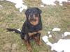 Rottweiler Bjørn Junior