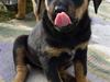 Blanding af racer broweiler loui [Tidl. hund]