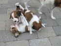 Kooikerhondje Deena