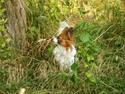 Papillon Swettie
