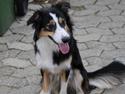 Border collie Dollar <3