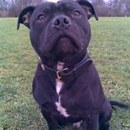 Staffordshire bull terrier Tyson