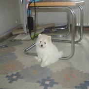 Blanding af racer Kiki