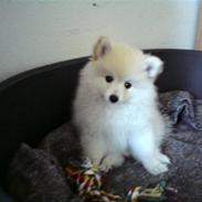 Blanding af racer Kiki