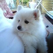 Blanding af racer Kiki