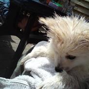 Blanding af racer Kiki