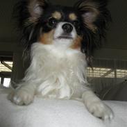 Papillon Spotty