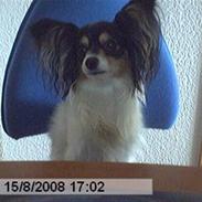 Papillon Spotty